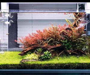 Planted Aquarium Setup - SOO-50PRO