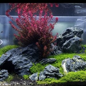 Planted Aquarium Setup Set - 50AD (Advanced)