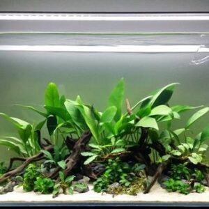 Planted Aquarium Setup - SOO-2AD (Advanced)