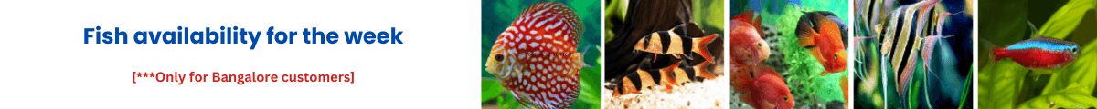 Aquarium Fish In Bangalore