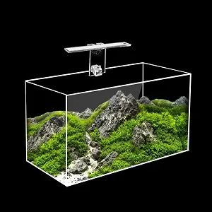 Planted Aquarium