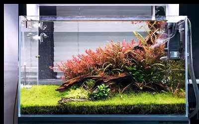 Planted Aquarium Setup - SOO-50PRO