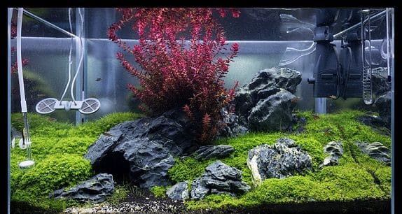 Planted Aquarium Setup Set - 50AD (Advanced)