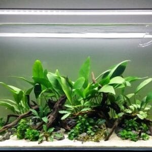 Planted Aquarium Setup - SOO-2AD (Advanced)