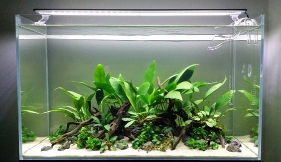 Planted Aquarium Setup - SOO-2AD (Advanced)
