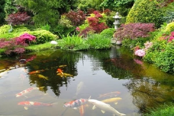 Pond Maintenance