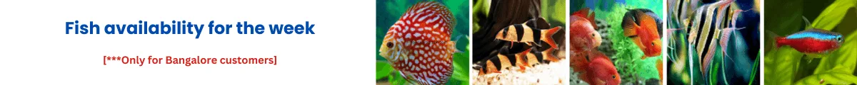 Aquarium Fish In Bangalore